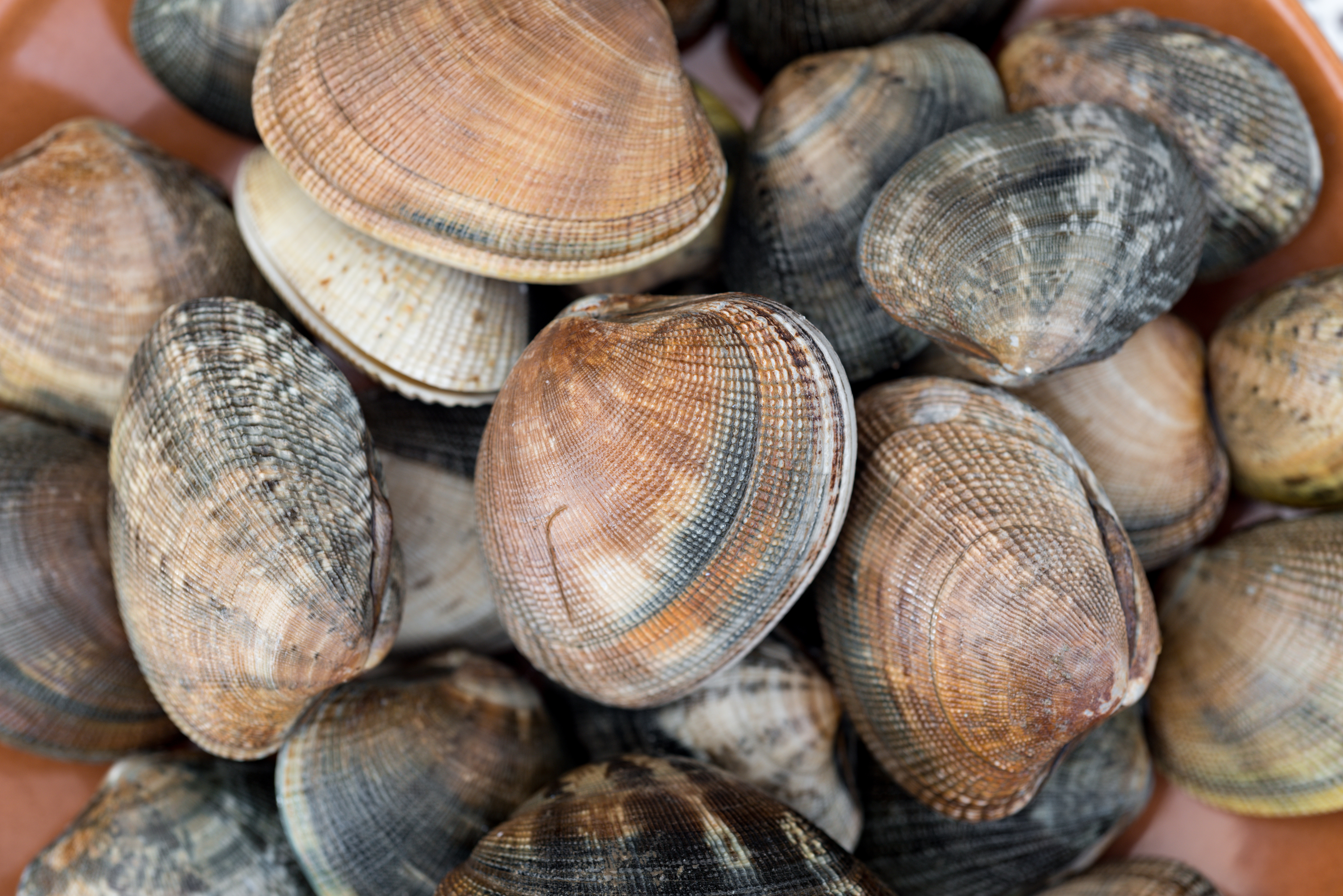 Clam Shucking Class